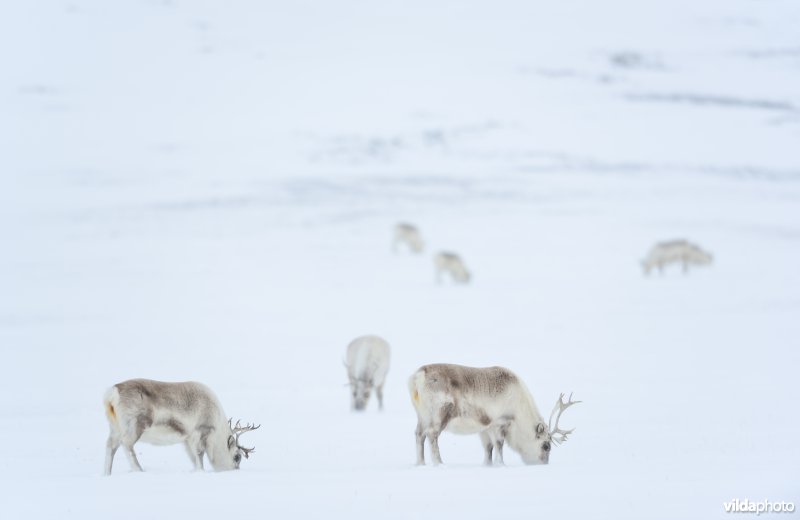 Spitsbergen-Rendier