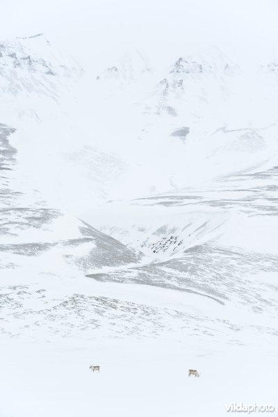 Spitsbergen-Rendier