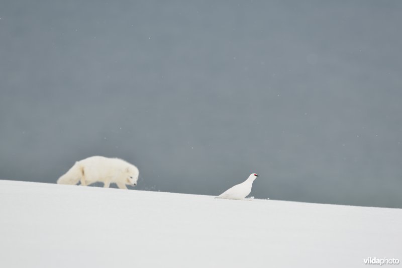 Poolvos besluipt sneeuwhoen